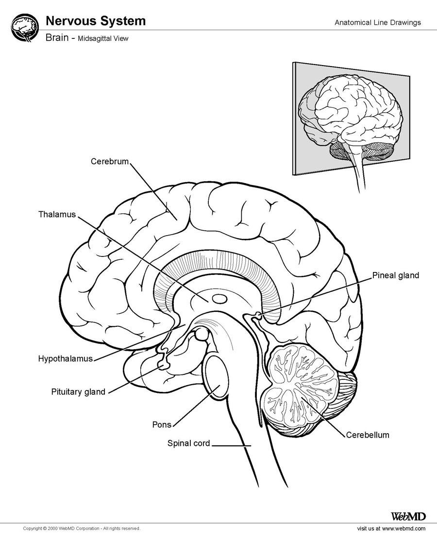 A Brief Overview of Brain Anatomy﻿